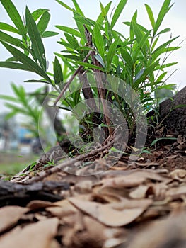 plain flower of the slomo universe