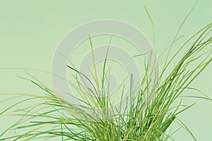 Plain grass on a green background