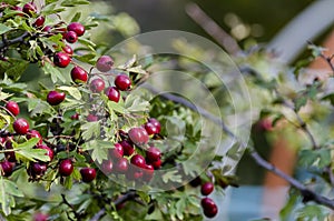 Plain hawthorn (Crataegus monogyna) shrub