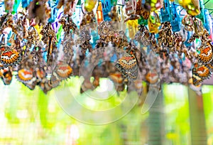 Plain Lacewing Butterfly Hatching from Its Pupa To Complete Metamorphosis Life Cycle. Butterflies Breeding and Farming.