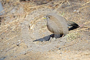 Plain Laughingthrush