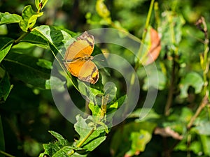 Plain moment of nature with brown butterfly.