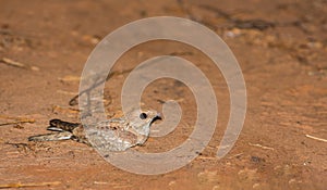 Plain Nightjar on ground