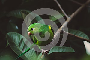 Plain Parakeet`s beautiful close up photo