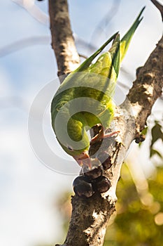 A Common Parakeet (Brotogeris tirica). photo