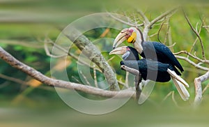 Plain-pouched Hornbill