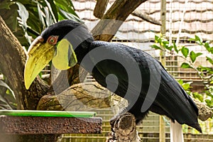 plain pouched male hornbill eating from a feeder