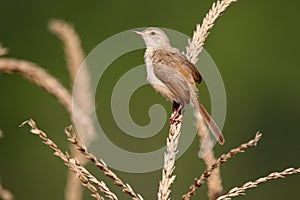 Plain prinia