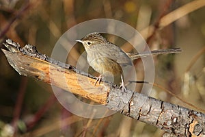 Plain prinia