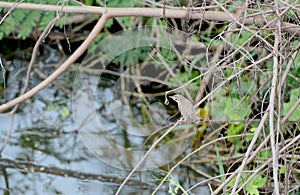 Plain prinia