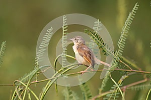 Plain prinia