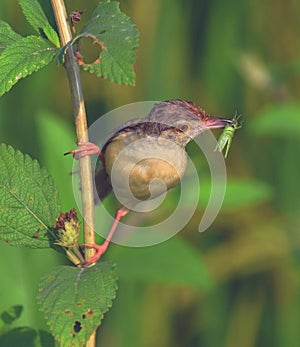 Plain prinia bird photography environmental studies