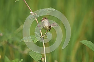 Plain prinia bird of West Bengal Howrah