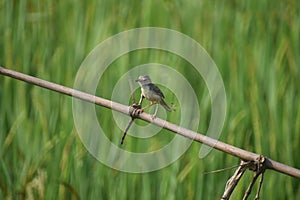 Plain prinia bird of West Bengal Howrah