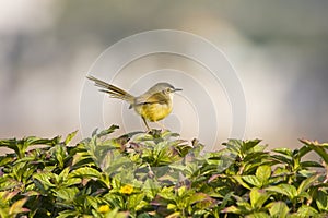 Plain Prinia birds