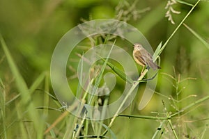 Plain Prinia on a green reed