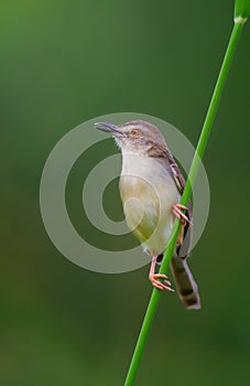 Plain Prinia on a long grass stem