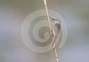 Plain Prinia