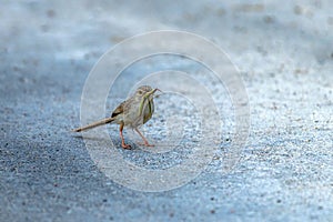 Plain prinia with preyed insect , bird sitting on the ground in blur background