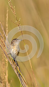 Plain Prinia Prinia inornata