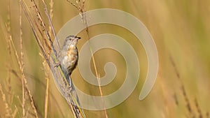 Plain Prinia Prinia inornata