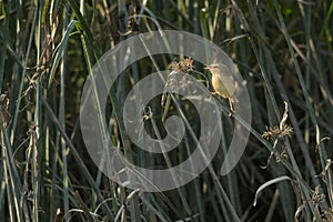 Plain Prinia on a reed stem