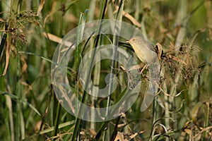 Plain Prinia in sedge reed bed