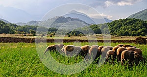 Plain rocchetta sheep grazing