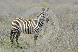 Plain's zebra (Equus quagga) on the savanna