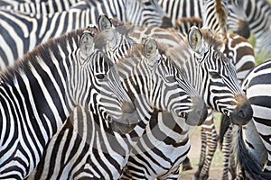 Plain's zebra (Equus quagga) on the savanna