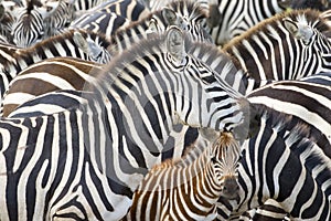 Plain's zebra (Equus quagga) on the savanna