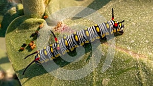 Plain tiger butterflies caterpillar on walking on a leaf