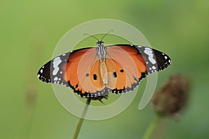 Plain Tiger butterfly