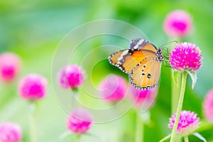 Plain tiger butterfly