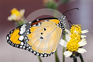 The Plain Tiger butterfly