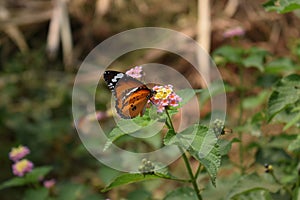 Plain tiger butterfly