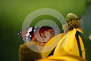 Plain tiger butterfly