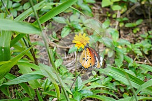 Plain tiger butterfly - aka African Queen - Danaus chrysippus - sitting on small yellow flower, green grass around