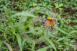 Plain tiger butterfly - aka African Queen - Danaus chrysippus - sitting on small yellow flower, green grass around