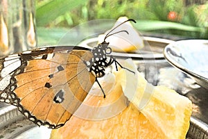 A plain tiger butterfly