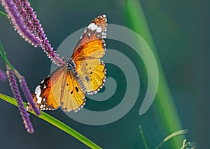 Plain Tiger Butterfly in Back Light