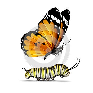 Plain Tiger butterfly and caterpillar