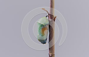Plain Tiger butterfly chrysalis or pupa hanging on branch