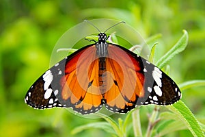 Plain Tiger Butterfly, Danaus chrysippus