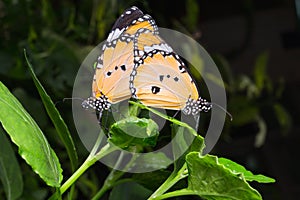 Plain Tiger butterfly (Danaus chrysippus butterfly) butterflies