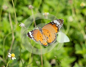 Plain Tiger butterfly (Danaus chrysippus butterfly) on a flower