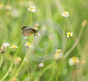 Plain Tiger butterfly (Danaus chrysippus butterfly) on a flower