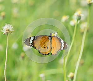 Plain Tiger butterfly (Danaus chrysippus butterfly) on a flower