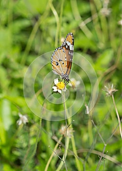 Plain Tiger butterfly (Danaus chrysippus butterfly) on a flower