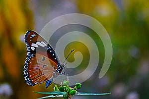 Butterfly Anosia chrysippus, Danaidae